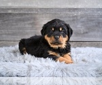 Small #3 Rottweiler