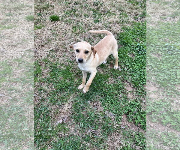 Medium Photo #3 Chihuahua-Unknown Mix Puppy For Sale in Ball Ground, GA, USA