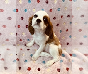 Cavalier King Charles Spaniel Puppy for Sale in TEMECULA, California USA