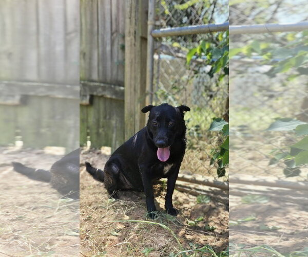 Medium Photo #2 Mutt Puppy For Sale in Jackson, MS, USA
