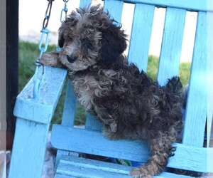 Poodle (Toy) Puppy for sale in BARNESVILLE, KS, USA