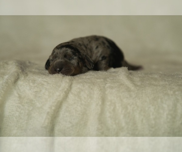 Medium Photo #2 Dachshund Puppy For Sale in NEVADA CITY, CA, USA