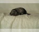 Small #1 Dachshund