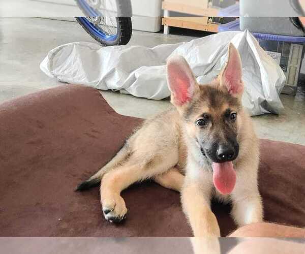 Medium Photo #7 German Shepherd Dog Puppy For Sale in HOLLYWOOD, FL, USA