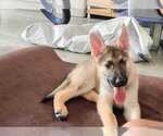 Small Photo #7 German Shepherd Dog Puppy For Sale in HOLLYWOOD, FL, USA