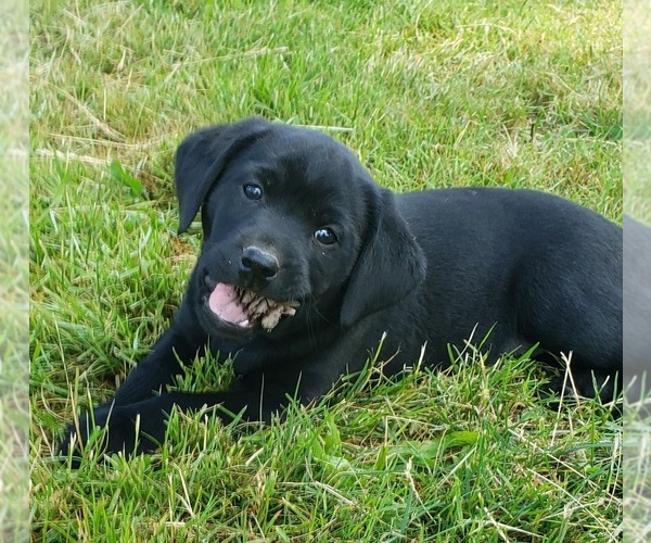 Medium Photo #7 Labrador Retriever Puppy For Sale in OLYMPIA, WA, USA