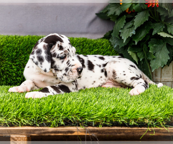 Medium Photo #2 Great Dane Puppy For Sale in WAKARUSA, IN, USA