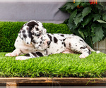 Small #1 Great Dane