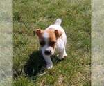 Small Photo #3 Jack Russell Terrier Puppy For Sale in FREDERICKSBURG, OH, USA