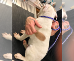Small Photo #2 American Pit Bull Terrier-Huskies  Mix Puppy For Sale in Westwood, NJ, USA
