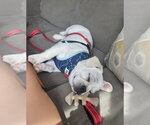 Small #3 Frenchie Pug