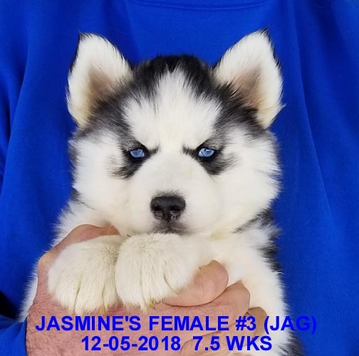 Medium Photo #15 Siberian Husky Puppy For Sale in MANILLA, IA, USA