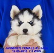 Small Photo #15 Siberian Husky Puppy For Sale in MANILLA, IA, USA
