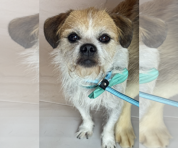 Medium Photo #2 Border Terrier-Unknown Mix Puppy For Sale in Newport Beach, CA, USA