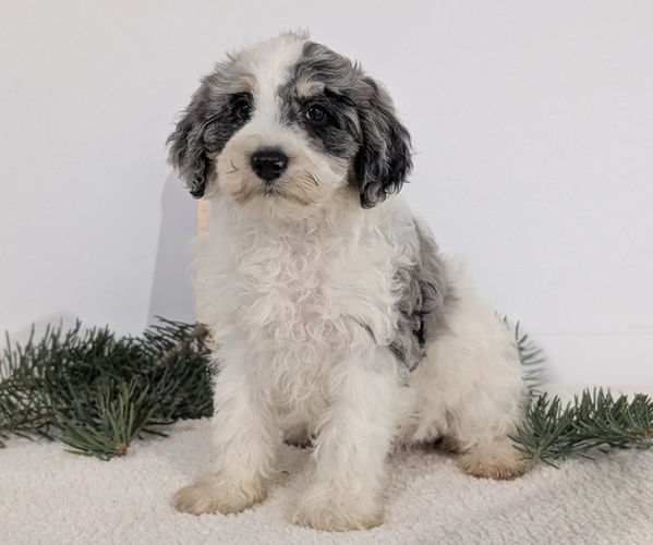 Medium Photo #51 Schnoodle (Miniature) Puppy For Sale in GOSHEN, IN, USA
