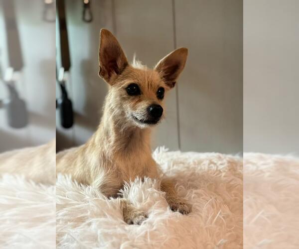 Medium Photo #3 Chihuahua-Unknown Mix Puppy For Sale in Dana Point, CA, USA
