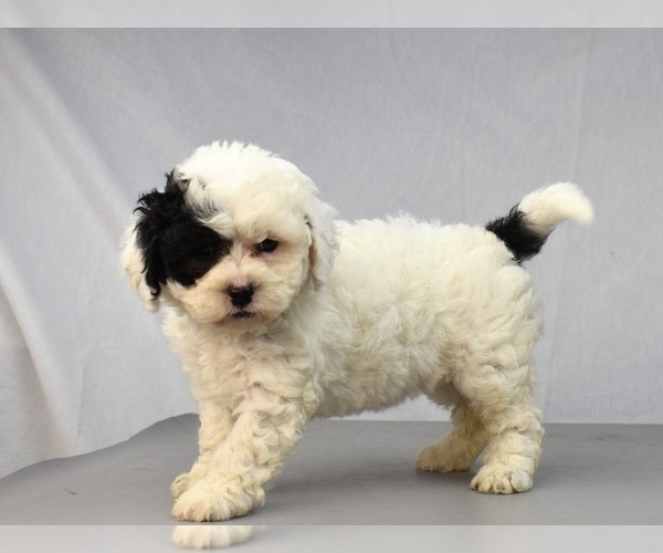 Medium Photo #9 Havanese-Maltipoo Mix Puppy For Sale in SAN DIEGO, CA, USA