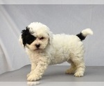 Small Photo #9 Havanese-Maltipoo Mix Puppy For Sale in SAN DIEGO, CA, USA