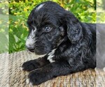 Small #8 F2 Aussiedoodle