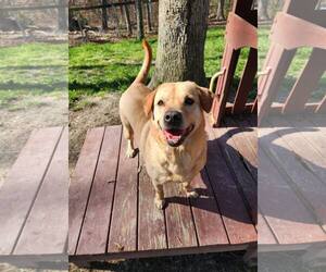 Mutt Dogs for adoption in Shelburne, VT, USA