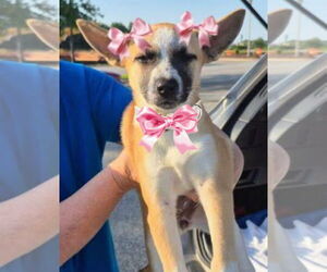 Chiweenie Dogs for adoption in Mt. Laurel, NJ, USA
