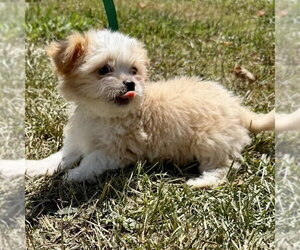 Dolly - Female Shih Tzu Dog for Adoption - Photo #3