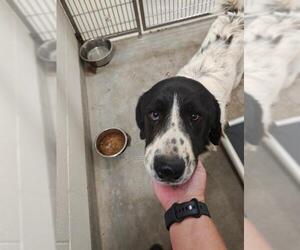 Great Pyrenees-Unknown Mix Dogs for adoption in Jackson, CA, USA