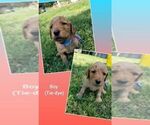 Small Photo #7 Goldendoodle Puppy For Sale in LEBANON, TN, USA