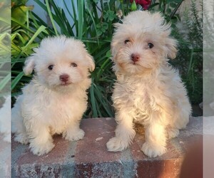 Maltipoo Puppy for sale in TEMECULA, CA, USA