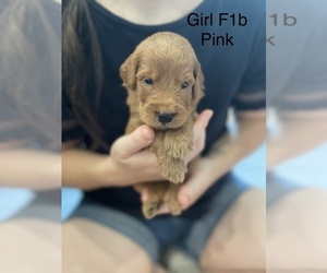 Goldendoodle Puppy for sale in COLLEGE STATION, TX, USA