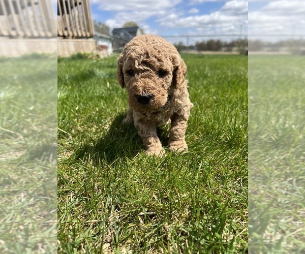 Medium Photo #1 Goldendoodle Puppy For Sale in LAGRANGE, IN, USA
