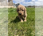 Small Photo #1 Goldendoodle Puppy For Sale in LAGRANGE, IN, USA