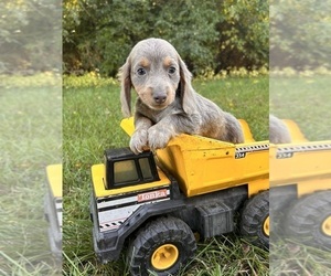 Dachshund Puppy for sale in MIDDLEBURY, IN, USA