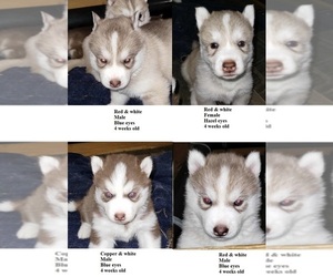 Siberian Husky Puppy for sale in KENNEWICK, WA, USA