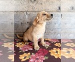 Small #5 Labrador Retriever