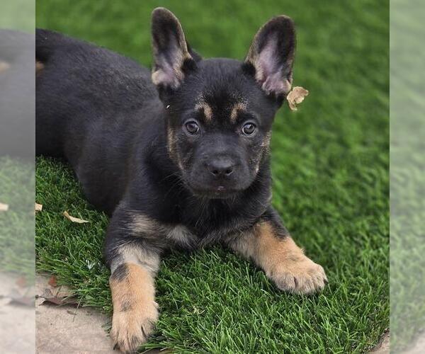 Medium Photo #7 French Bulldog-Unknown Mix Puppy For Sale in San Diego, CA, USA