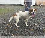 Small #9 Mutt
