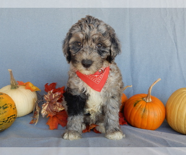 Medium Photo #2 Sheepadoodle Puppy For Sale in MILLERSBURG, OH, USA