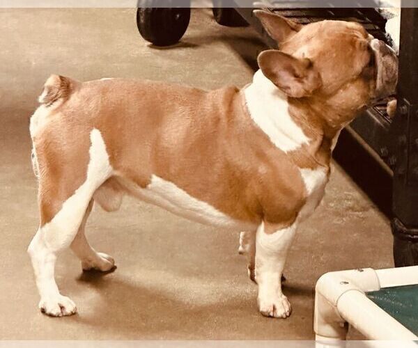 Medium Photo #1 French Bulldog Puppy For Sale in CAPE CORAL, FL, USA