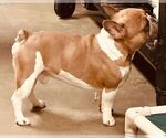 Small Photo #1 French Bulldog Puppy For Sale in CAPE CORAL, FL, USA