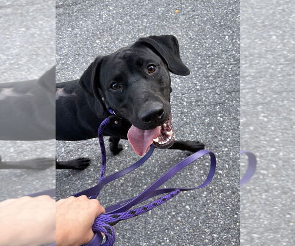 Medium Photo #2 Labrador Retriever-Unknown Mix Puppy For Sale in Brewster, NY, USA