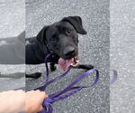 Small #1 Labrador Retriever Mix