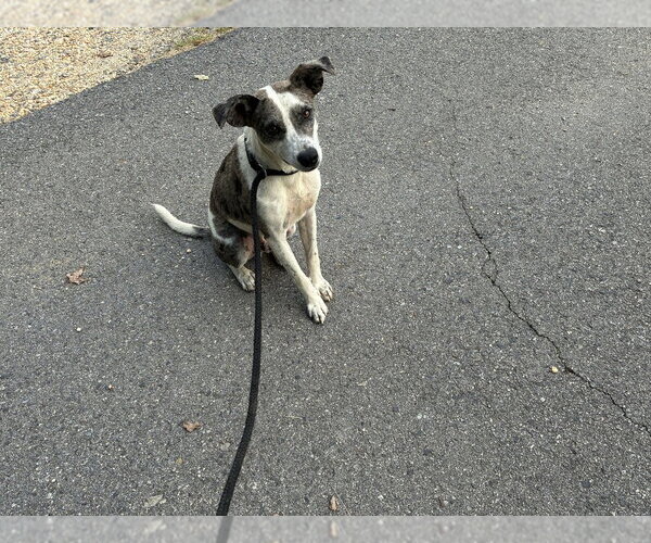 Medium Photo #1 Pointer-Unknown Mix Puppy For Sale in Boston, MA, USA
