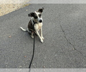 Pointer-Unknown Mix Dogs for adoption in Boston, MA, USA