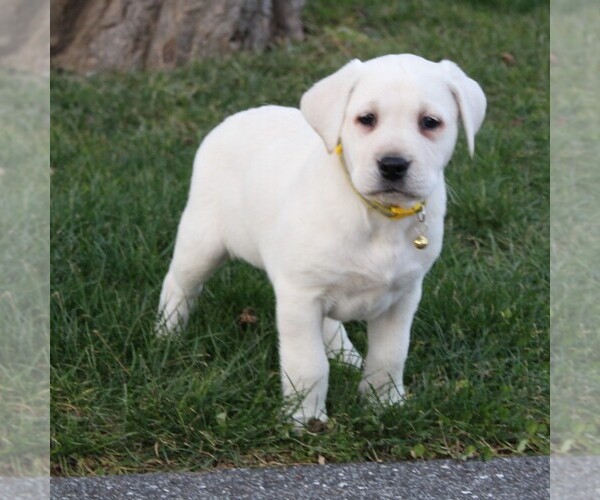 Medium Photo #7 Labrador Retriever Puppy For Sale in LEOLA, PA, USA