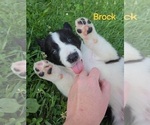 Puppy Brock Border Collie