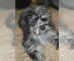 Small #3 ShihPoo