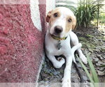 Small #9 Toy Rat Doxie