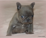 Small #2 French Bulldog