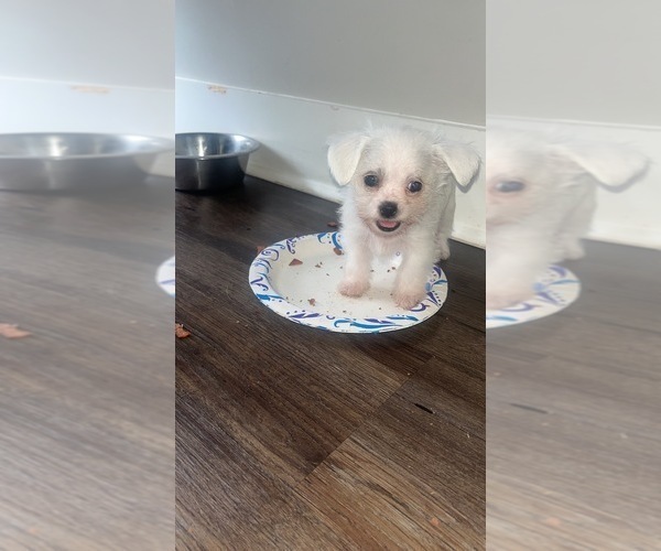 Medium Photo #3 Yorkshire Terrier Puppy For Sale in LILBURN, GA, USA